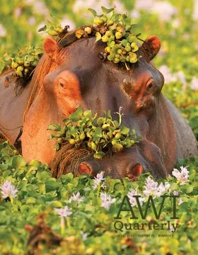 water hyacinths wreath a hippopotamus in Zimbabwe
