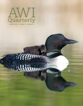 A mother and baby loon float across water