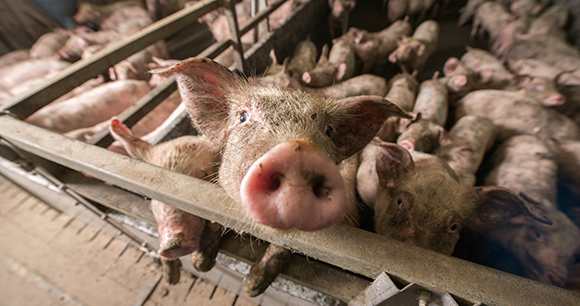 Crowded pigs in a caged pen factory farm