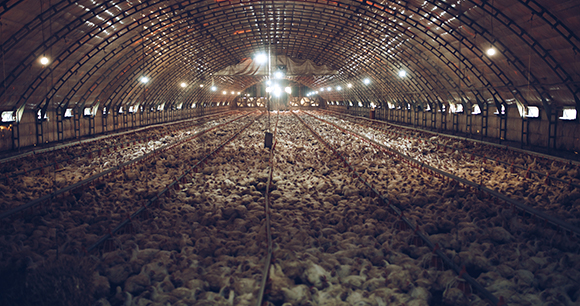 Thousands of small chickens are preparing to become human food. The interior of the chicken farm.
