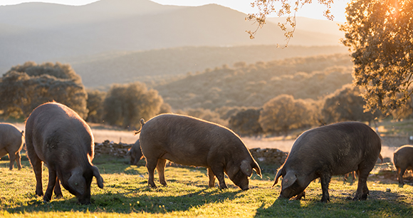pigs gather on a pasture during golden hour