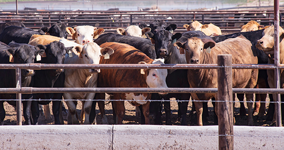 Many cattle of different colors stand around a western US feed lot