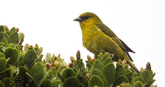 Akeke'e sits atop bush leaves