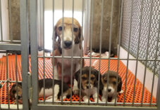 a mother beagle and pups sit behind bars in a metal cage