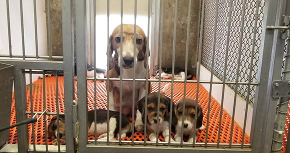 a mother beagle and pups sit behind bars in a metal cage