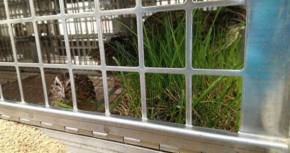 quails near grass in colony cage