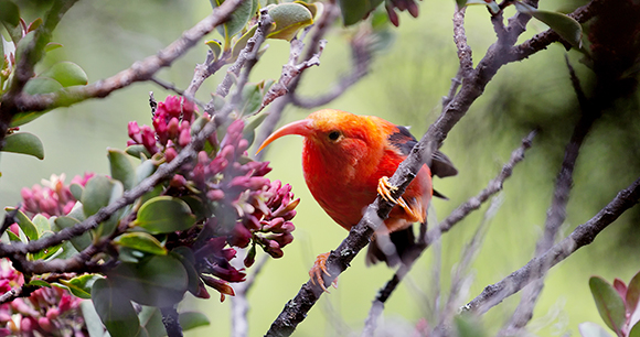 bright orange 'I'iwi in a tree