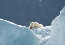 a polar bear lays on a glacier