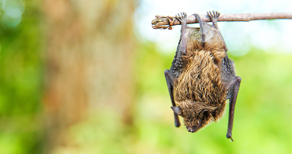 little bat on a tree branch. little bat hanging upside down