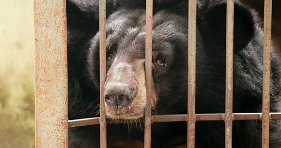 sad bile bear sticks nose through a cage