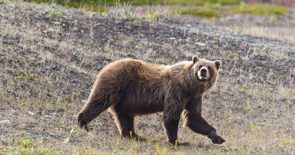 Canada, British Columbia, A Grizzly at roadside on the Haines Highway.