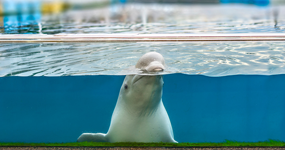 White beluga looks sad and lonely in captivity looking through the aquarium.