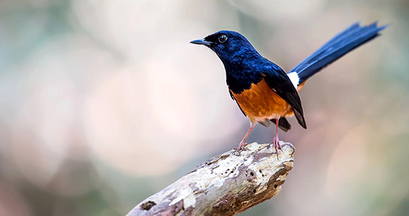 White-rumped Shama on a branch