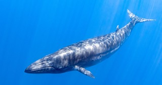 Young calf of the Bryde's Whale in the deep blue ocean
