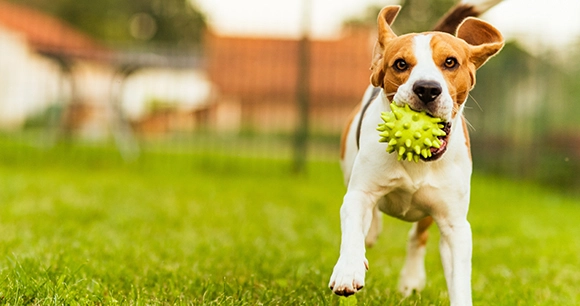 Beagle puppy retrieving a ball