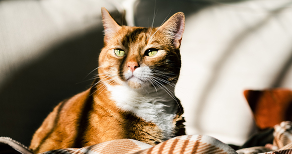 cat sits in home with sunlight shining on face