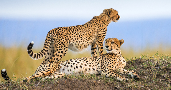 Two cheetahs on the hill in the savannah. Kenya.