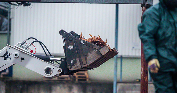 Masses of dead hens lie piled inside the bucket of a loader outside the barns of an egg farm. The hens have been killed and workers wearing protective suits are in the process of removing them from the farm.