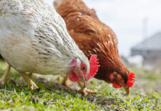 chickens in the yard graze, poultry farm