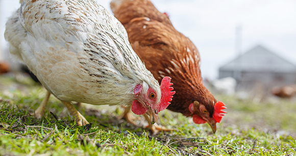 AWI Urges Swift Adoption of Animal Welfare Standards for USDA Organic Label When the US Department of Agriculture published proposed regulations that would establish welfare standards for animals raised under the National Organic Program (see AWI Quarterly, fall 2022), AWI quickly mobilized a coalition to garner support for the proposed rule and usher in long-awaited improvements to animal welfare on organic farms.