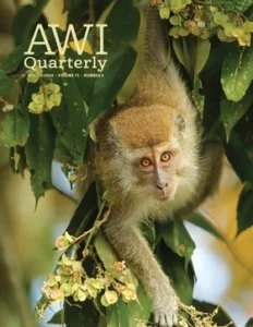 long-tailed macaque hangs out of tree