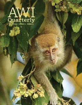long-tailed macaque hangs out of tree