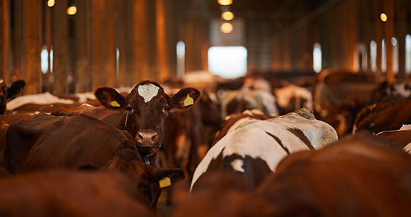 Herd of Cows at Dairy Farm