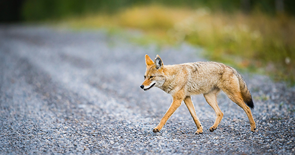 Wild Coyote hunting in a roadside meadow in the Rocky Mountains of Alberta Canada