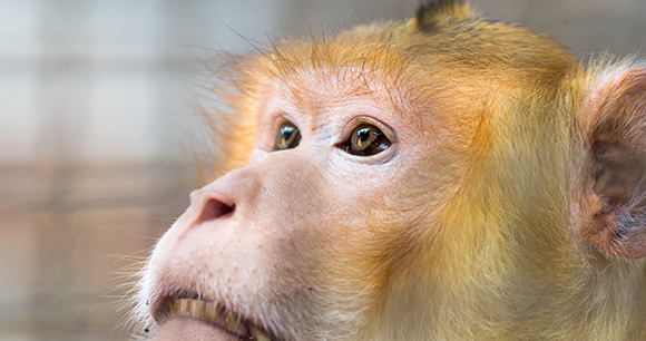 Crab-eating macaque looks up in lab