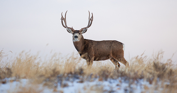 A trophy deer standing in the grass