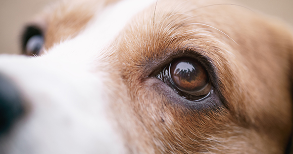 closeup portrait of tricolor beagle dog, focus on the eye