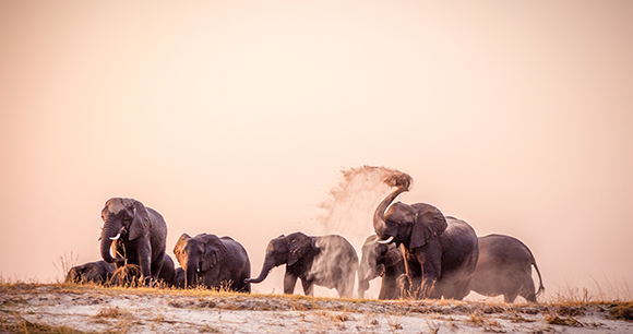 Elephants drying themselves after crossing the river