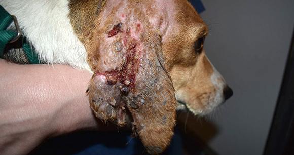 envigo Beagle with severe, infected, and shredded ear pinna and two puncture wounds
