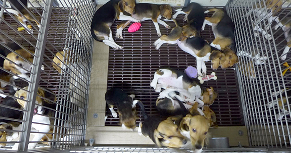 puppies in overcrowded Envigo cage