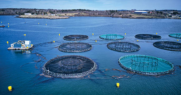 Atlantic salmon aquaculture cage site