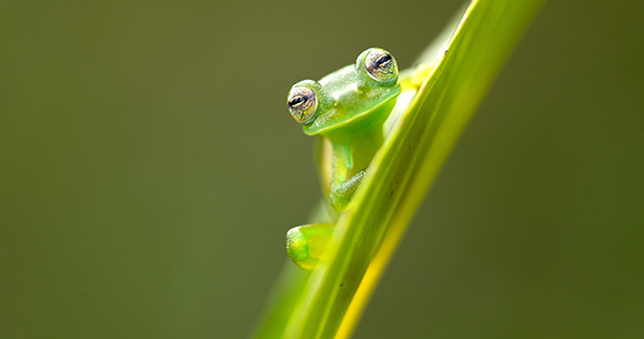 glass frog looks out from a leaf