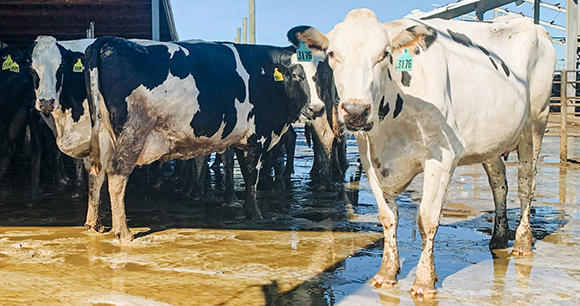 dairy cows stand on flooded ground after a hurricane