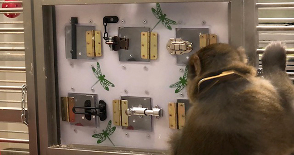 lab macaque looks at lock puzzle in experiment