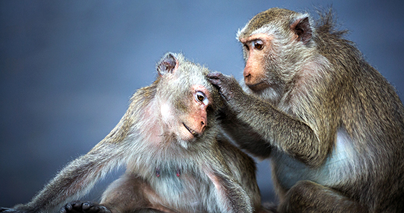 macaques groom each other in studio setting