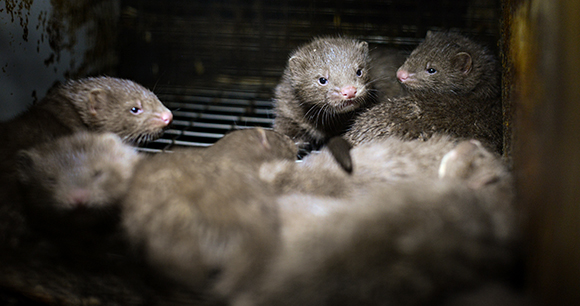 Mink kits in a cage at a fur farm in Quebec.