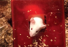 mouse pokes out of terrarium structure