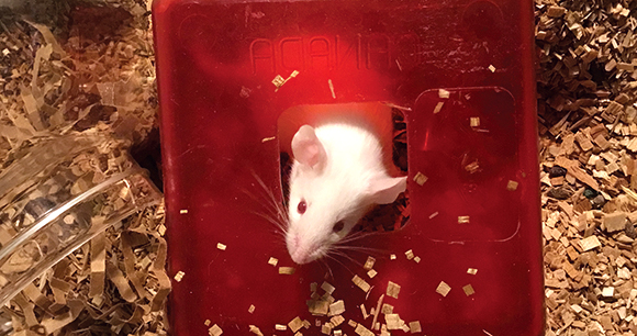 mouse pokes out of terrarium structure