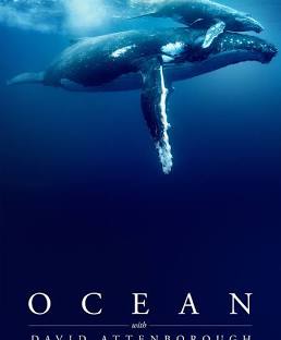 whale swimming with calf near surface