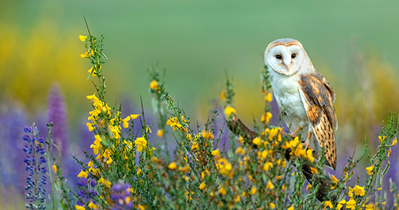 beautiful barn owl perched on a stump in meadow with many colorful flowers