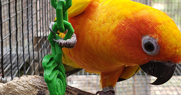 parrot in cage hangs partially off green plastic chain