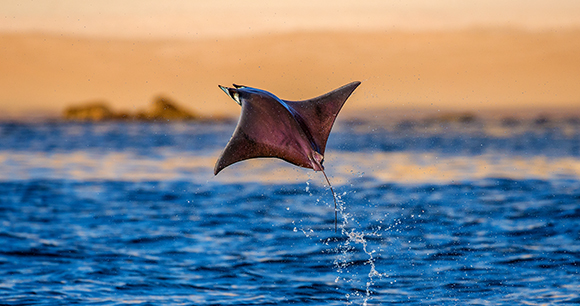 Mobula ray jumps with background of beach of Cabo San Lucas. Mexico. Sea of Cortez. California Peninsula