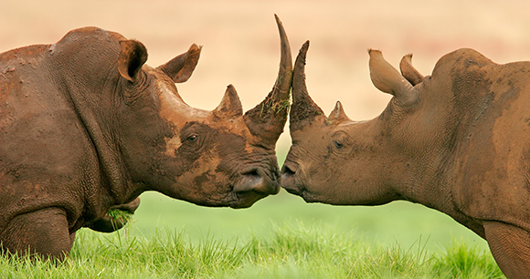 two white rhinos face to face in a field