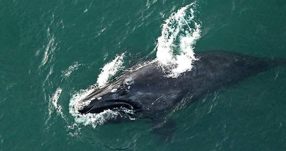 overhead right whale peaking out of water