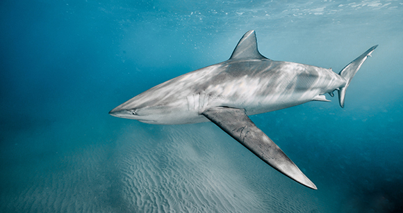 Dusky shark swimming in Mediterranean
