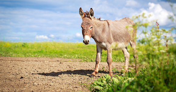 donkey walks on a dirt path near an open grassy plain